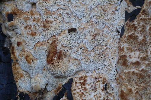 Oxyporus latemarginatus